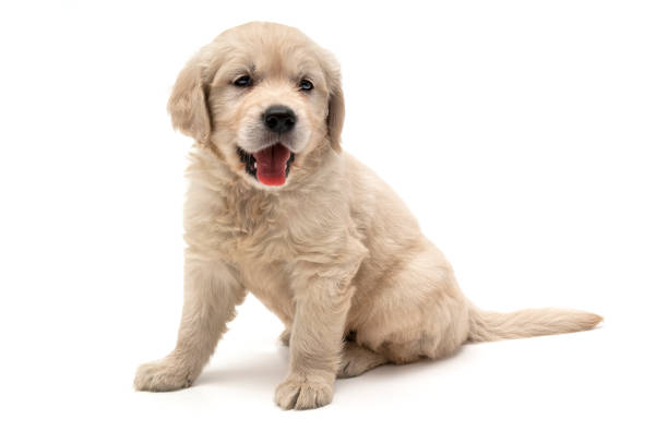 istock Golden Retriever dog portrait 1356229034