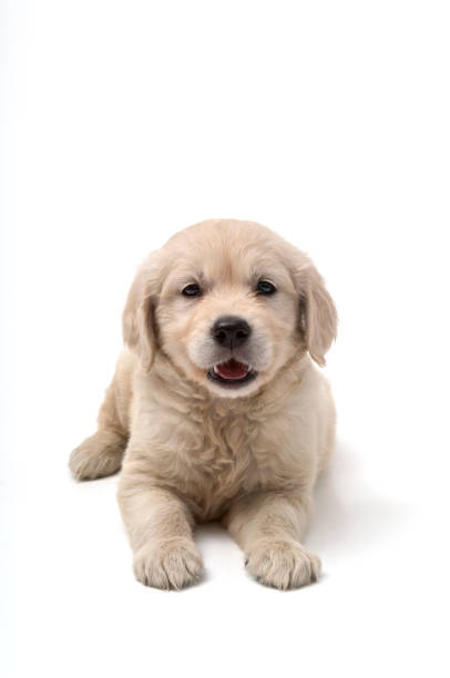 istock Golden Retriever dog portrait 1356229040