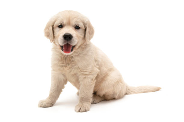 Golden Retriever dog portrait stock photo