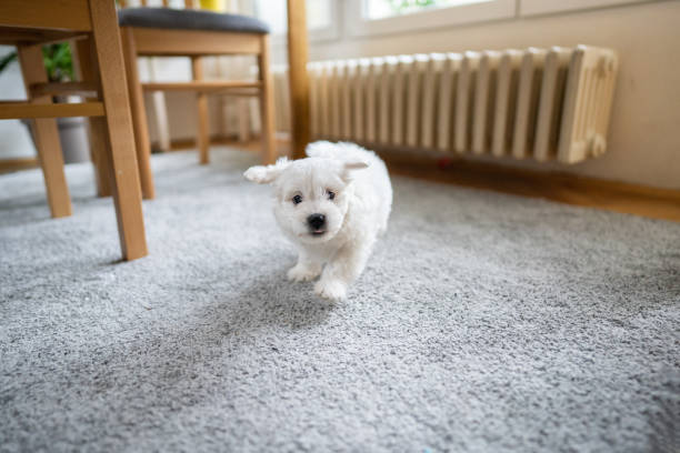istock Cute little bichon frise running through house 1356230062