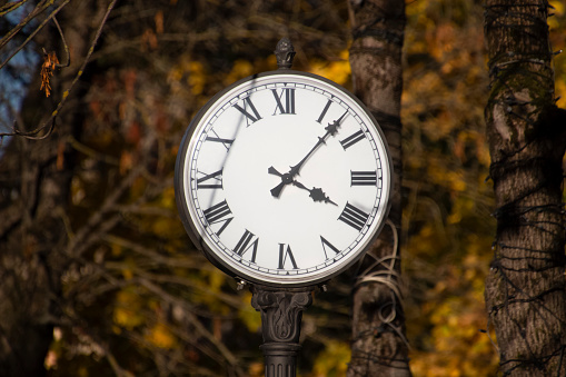 street clock with dial with roman numerals on the background of tree branches in the park