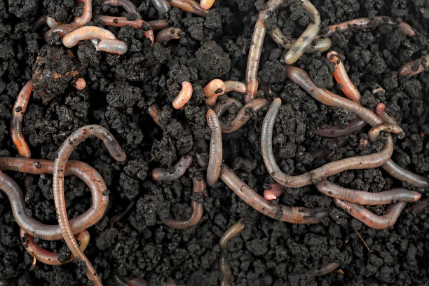 gruppo di lombrichi nel terreno e compost, come sfondo. concetto di giardinaggio. - bruco foto e immagini stock