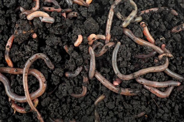 Group of earthworms in the ground and compost, as background. Gardening concept. Group of earthworms in the ground and compost, as background. Gardening concept. earthworm photos stock pictures, royalty-free photos & images