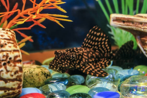 Female catfish Ancistrus fish in aquarium stock photo
