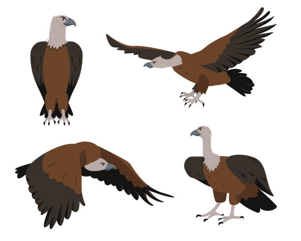 Flying and sitting Vultures birds in different poses isolated Vulture bird icons set. Flying and sitting Vultures birds in different poses isolated on white background. Nature, birdwatching and ornithology design. Vector cartoon or flat illustration. condor stock illustrations