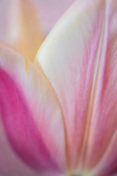 istock Pink and White Tulip 1356236564