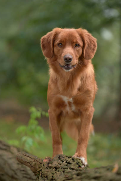 istock Nova Scotia Duck Tolling Retriever 1356238167