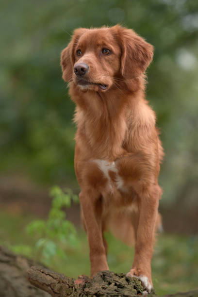 istock Nova Scotia Duck Tolling Retriever 1356238192