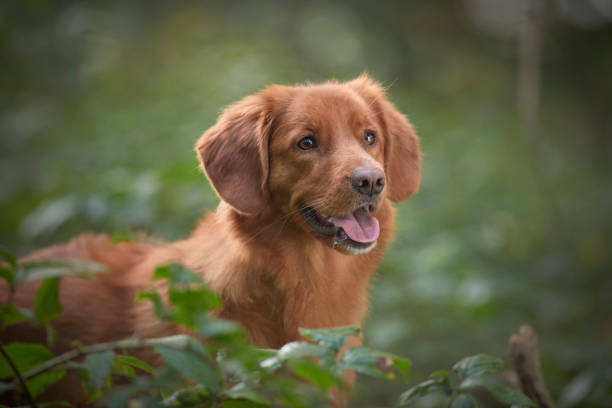 istock Nova Scotia Duck Tolling Retriever 1356238346