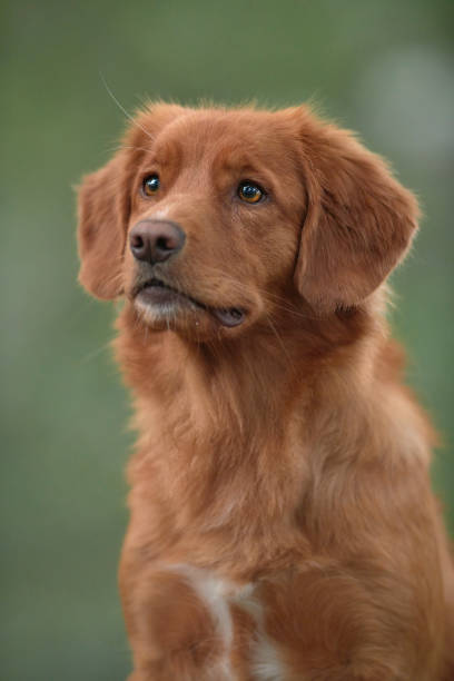 istock Nova Scotia Duck Tolling Retriever 1356238445