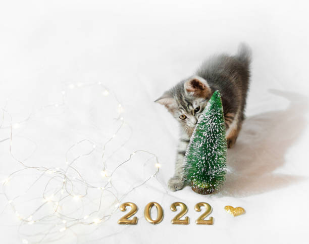 istock Christmas kitten plays with a Christmas tree, on a white background figures 2022. 1356238467