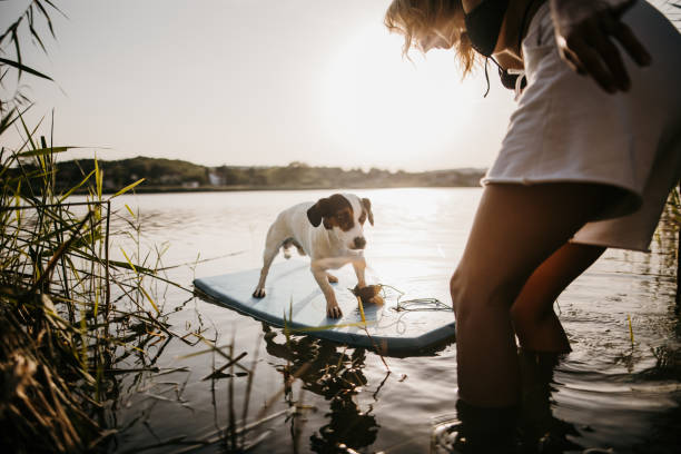istock Dog standing on paddleboard while woman standing next to him 1356239518