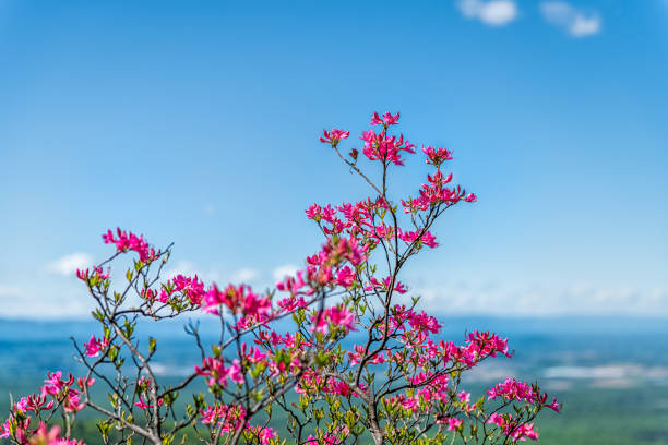 rosa rhododendron wildblumen bunt auf busch in blue ridge mountains, virginia parkway frühling frühling mit hintergrund von shenandoah valley und blauem himmel - azalea stock-fotos und bilder