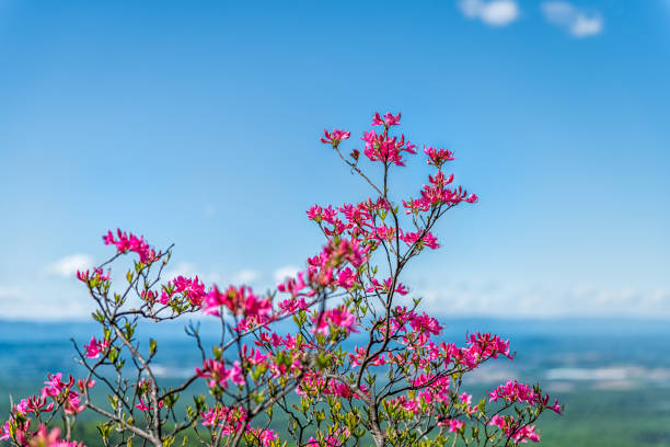 fiori selvatici di rododendro rosa colorati sul cespuglio nelle blue ridge mountains, virginia parkway primavera primavera con sfondo della shenandoah valley e cielo blu - azalea foto e immagini stock