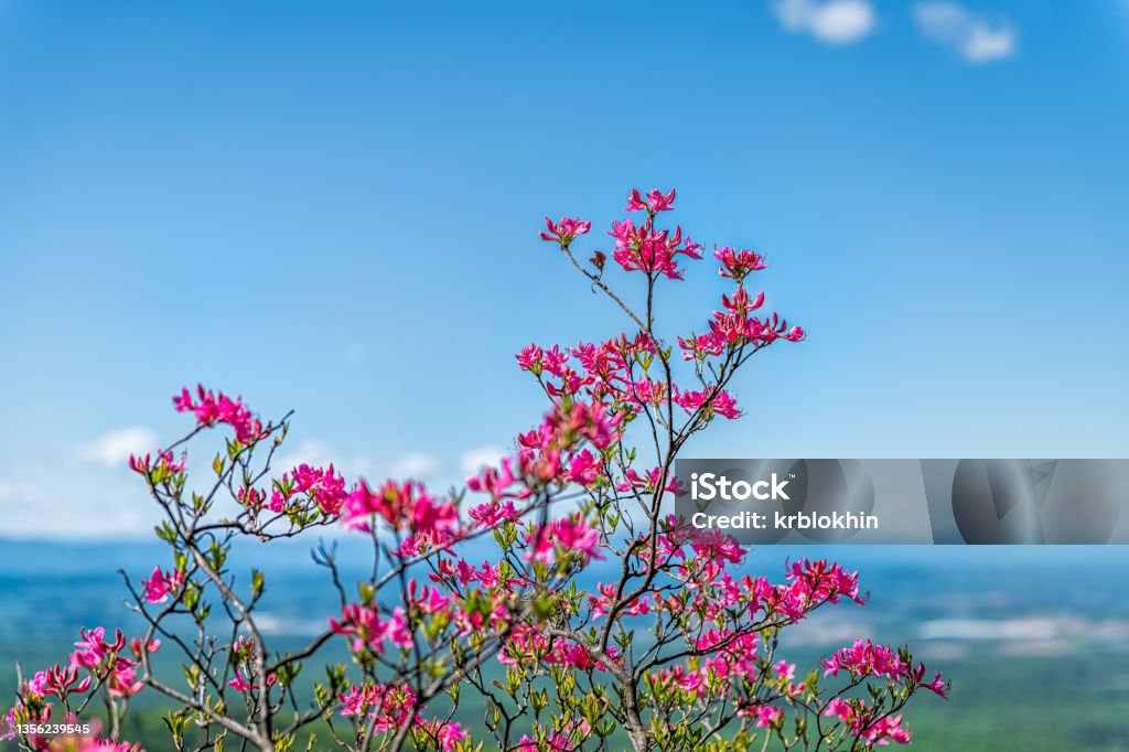 Pink rhododendron wild flowers colorful on bush in Blue Ridge Mountains, Virginia parkway spring springtime with background of Shenandoah Valley and blue sky Azalea Stock Photo