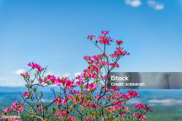 Pink Rhododendron Wild Flowers Colorful On Bush In Blue Ridge Mountains Virginia Parkway Spring Springtime With Background Of Shenandoah Valley And Blue Sky Stock Photo - Download Image Now