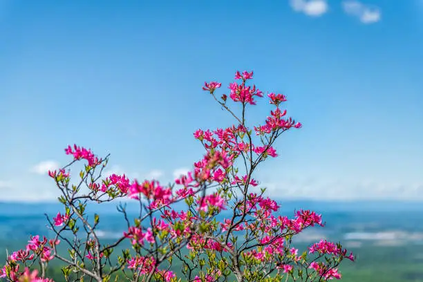 Photo of Pink rhododendron wild flowers colorful on bush in Blue Ridge Mountains, Virginia parkway spring springtime with background of Shenandoah Valley and blue sky