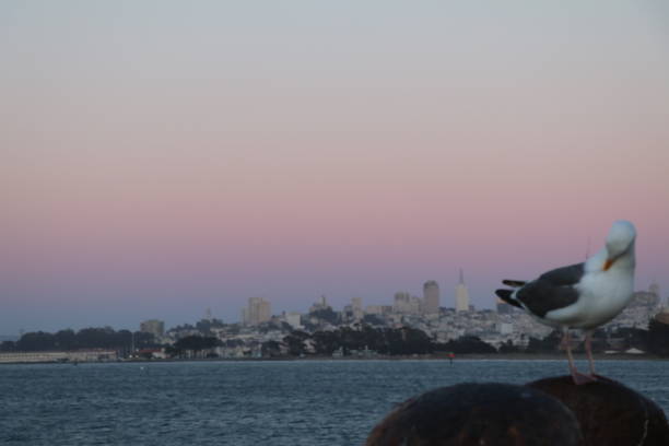 erstaunlicher spaziergang an der golden gate bridge in san francisco, vereinigte staaten von amerika. was für ein wunderbarer ort in der bay area. epischer sonnenuntergang und eine atemberaubende landschaft an einem der berühmtesten orte der welt. - bay bridge san francisco county san francisco bay area landscaped stock-fotos und bilder