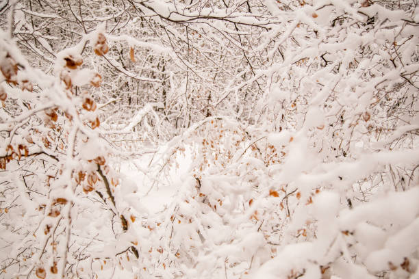 The branches are covered with fresh snow