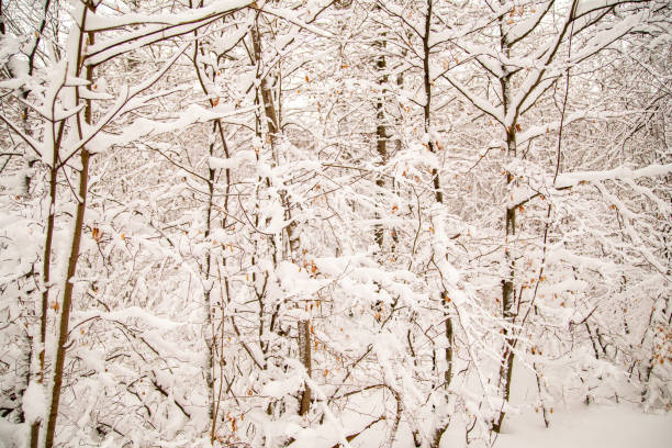 The branches are covered with fresh snow