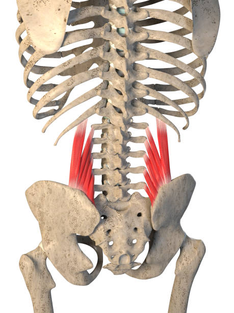 3d Illustration of Quadratus Lumborum Muscles on White Background stock photo