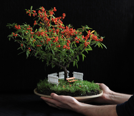 Miniature garden in a flower pot, firethorn tree and baby tears, furnished with white wooden fence and orange wooden bank, ceramic flower pot hold by a man's two hands
