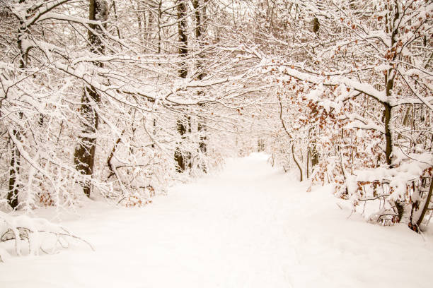 Path through the winter forest. The branches are covered with fresh snow