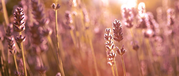 istock Banner with lavender flower field at sunset rays 1356242239