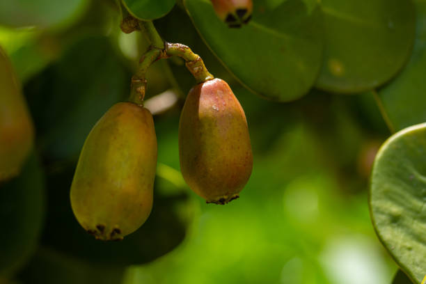 Tropical rainforest flora