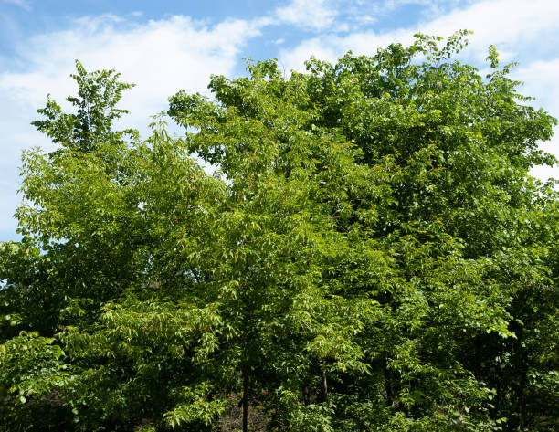 istock summer background: trees with lush green leaves against blue sky 1356243154