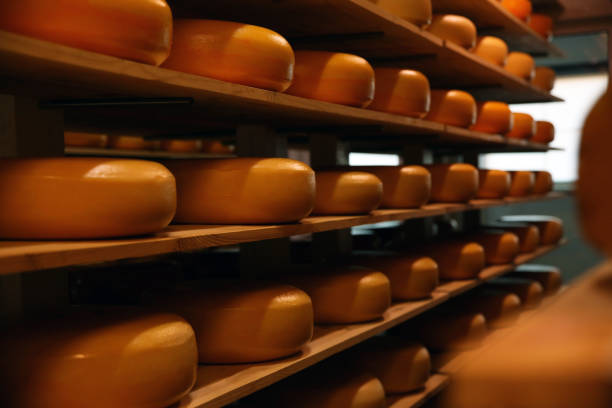 istock Fresh cheese heads on rack in factory warehouse 1356244143