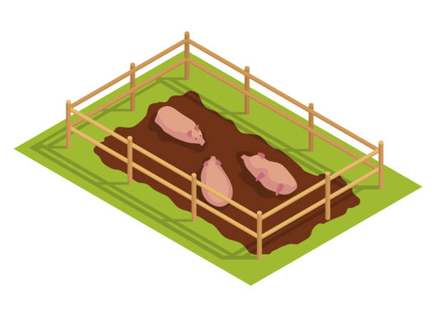 ilustraciones, imágenes clip art, dibujos animados e iconos de stock de finca rural isométrica. cerdos en pantano detrás de una cerca de madera. icono vectorial que representa el elemento de campo - animal husbandry illustrations