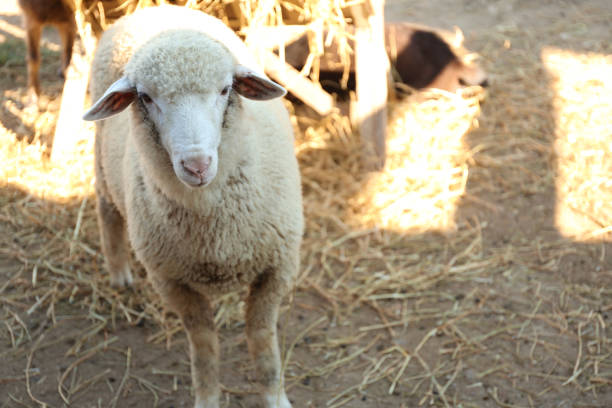 Muslim festival of sacrifices (For Eid Al-Adha) Kurban Bayrami