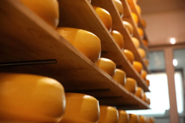 istock Fresh cheese heads on rack in factory warehouse 1356244842