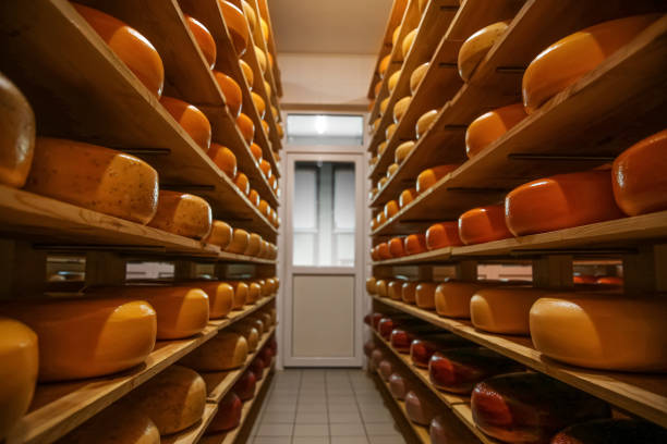 istock Fresh cheese heads on racks in factory warehouse 1356244901