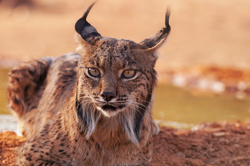 Iberian lynx, Lynx pardinus, wild cat endemic to Iberian Peninsula in Castilla La Mancha, Spain.