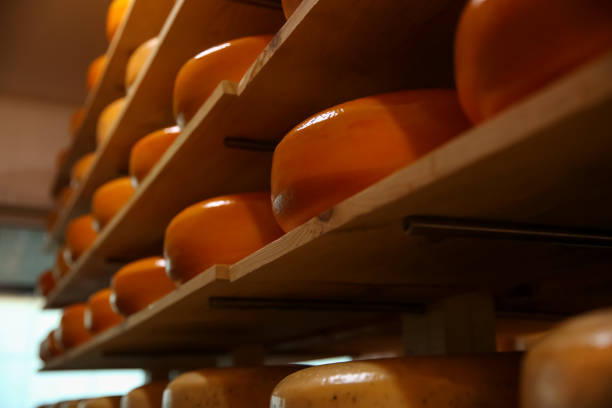 istock Fresh cheese heads on rack in factory warehouse 1356246214