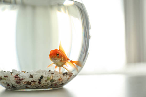 istock Beautiful bright goldfish in aquarium on table, closeup 1356246394