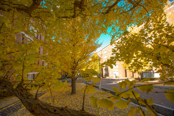 istock tree with yellow leaf when autumn season. 1356246730