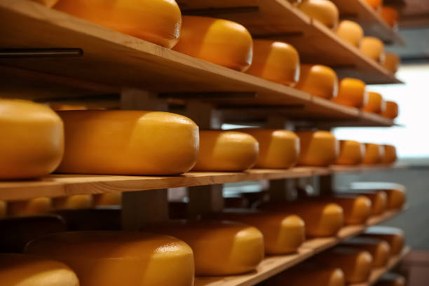 istock Fresh cheese heads on rack in factory warehouse 1356246750