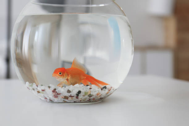 istock Beautiful bright goldfish in aquarium on table at home 1356247851