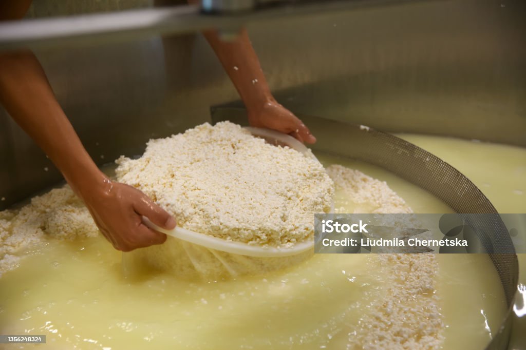 Worker taking curd from tank at cheese factory, closeup Whey Stock Photo