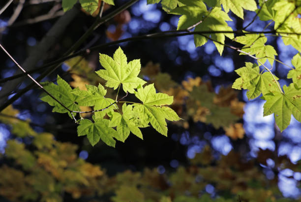 istock Maple Leaves in Early Autumn in Canada 1356248378