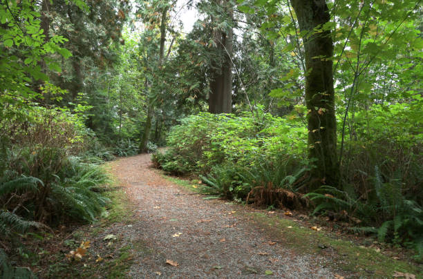 istock Forest Path in Early Autumn in Canada 1356248426