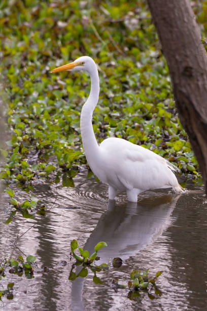 istock Great Egret Hunting in a Marshland 1356249191
