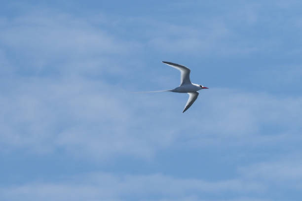 istock Red-billed Tropicbird, Santa Fe, Galapagos Islands 1356249379