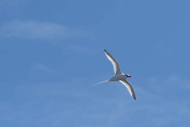 istock Red-billed Tropicbird, Santa Fe, Galapagos Islands 1356249405