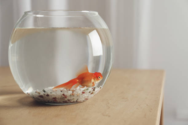 istock Beautiful bright goldfish in aquarium on table at home 1356249540