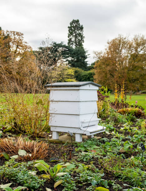 istock Wooden beehive in Cambridge botanical garden 1356249632