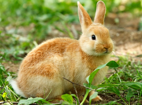 Young Rabbit in the grass